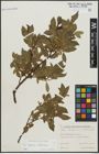 Foto von Salix alpina Scop. x Salix silesiaca Willd.